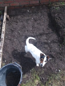 Tilly in the trench.